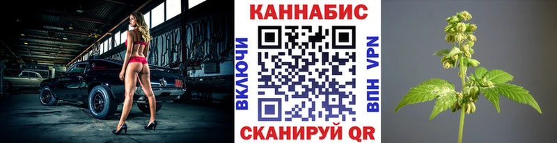 Каннабис планчик Тара